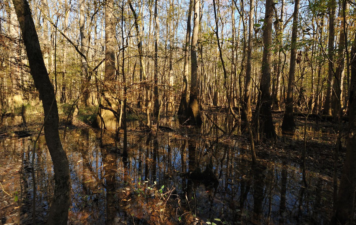 South Carolina [16 mm, 1/100 Sek. bei f / 14, ISO 800]